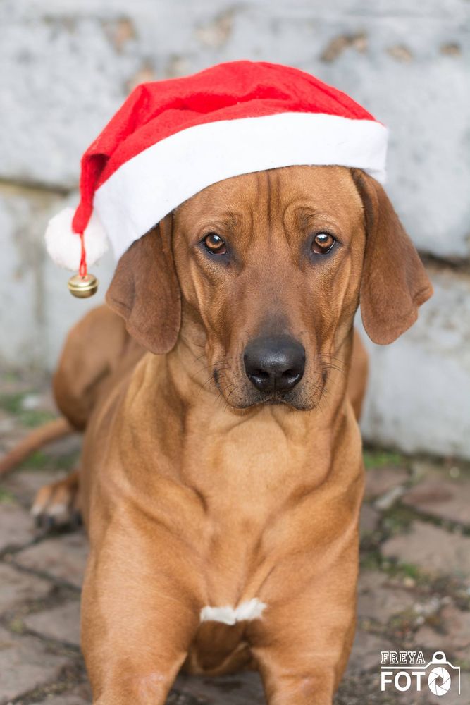 Merry Christmas Rhodesian Ridgeback Dog