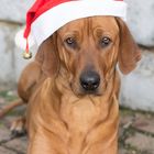 Merry Christmas Rhodesian Ridgeback Dog