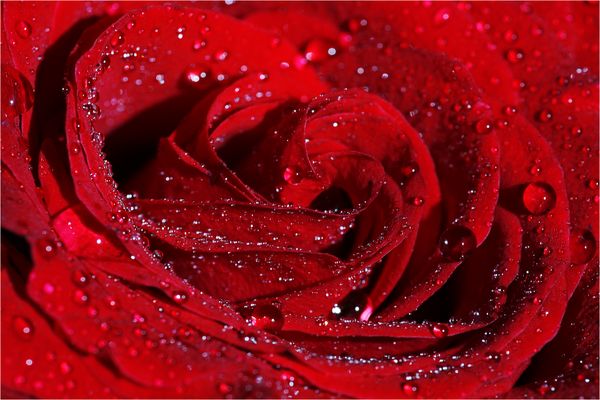 Merry Christmas to all of you...