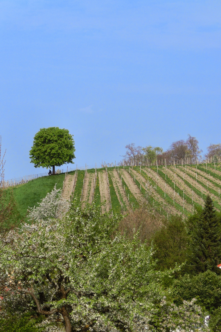 Mersburg/Bodensee