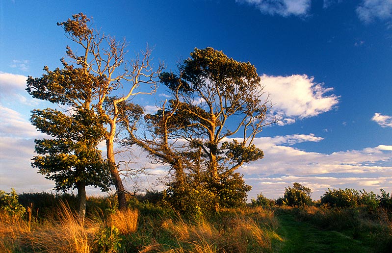 Mersehead, Dumfries & Galoway