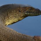 Mertens Water Monitor am Mardugal Billabong, Kakadu NP