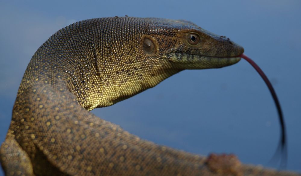 Mertens Water Monitor am Mardugal Billabong, Kakadu NP