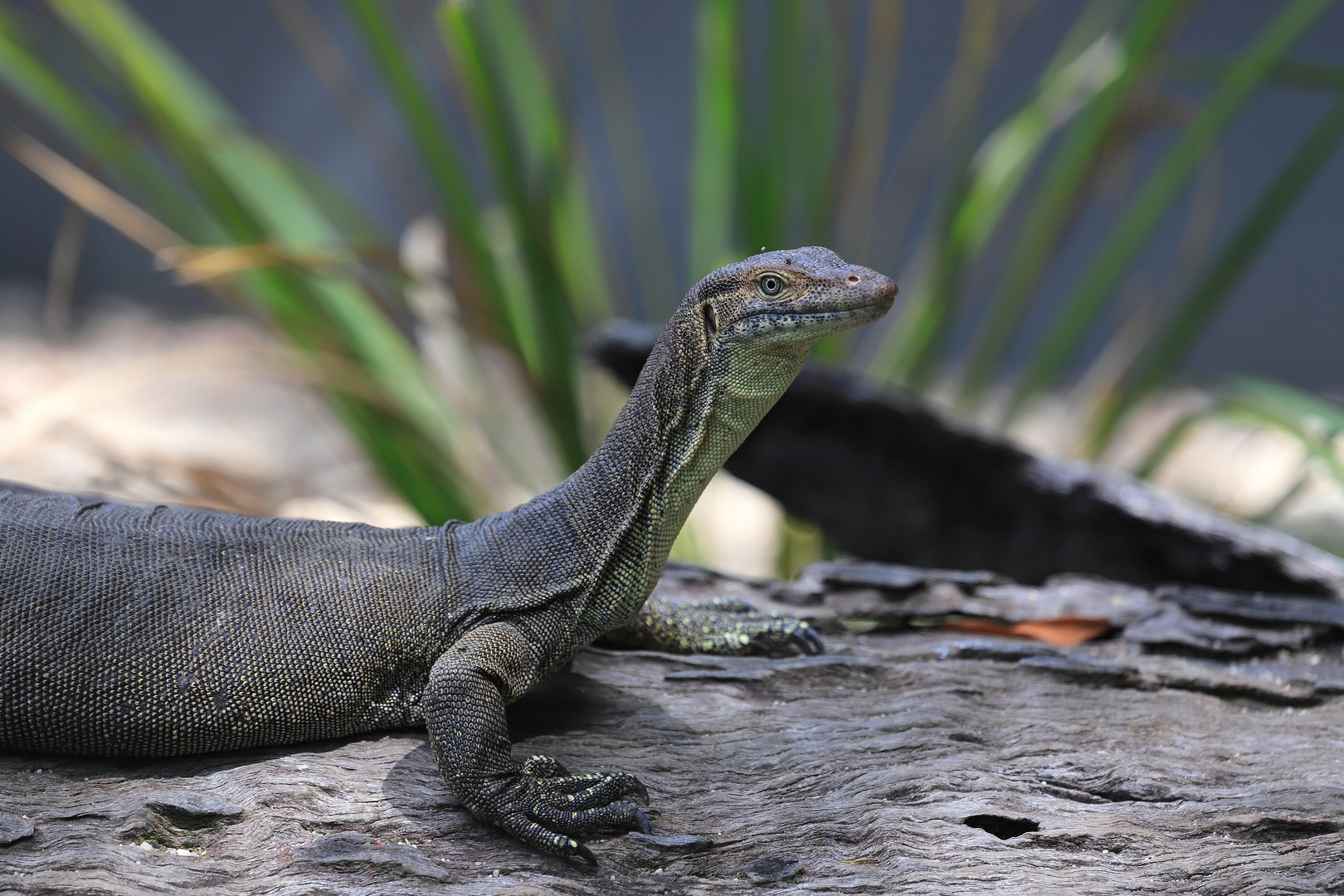 merten's water monitor Foto & Bild | australia, world, natur Bilder auf