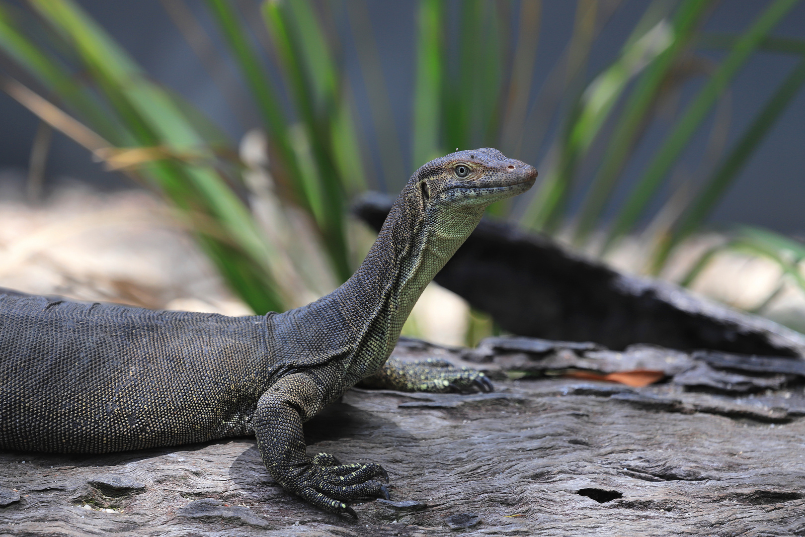 merten's water monitor