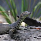 merten's water monitor