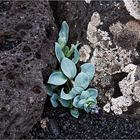 Mertensia maritima...