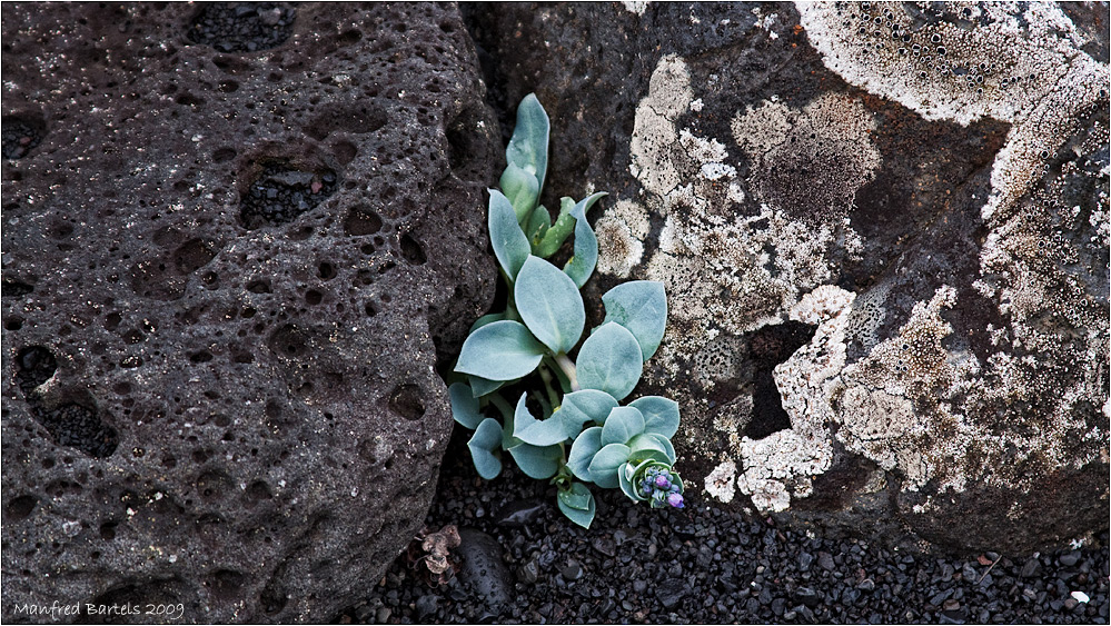 Mertensia maritima...