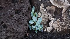 Mertensia maritima...