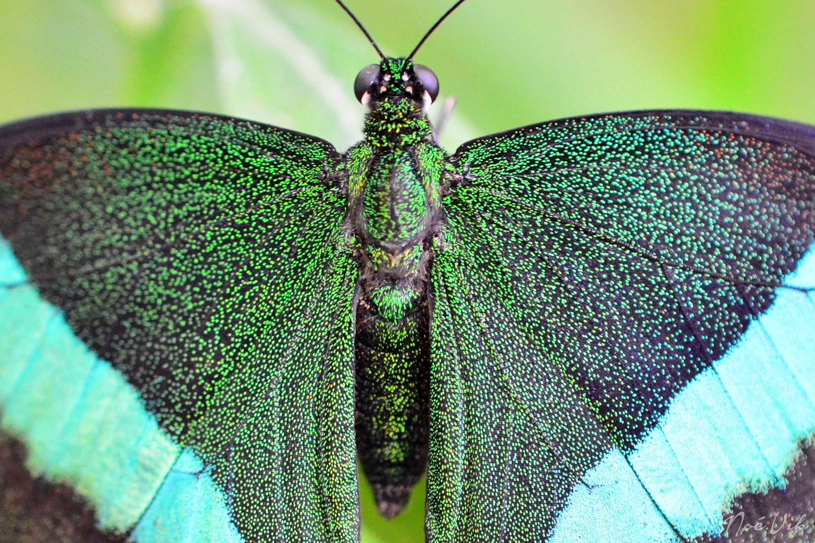 Merveille de la nature...