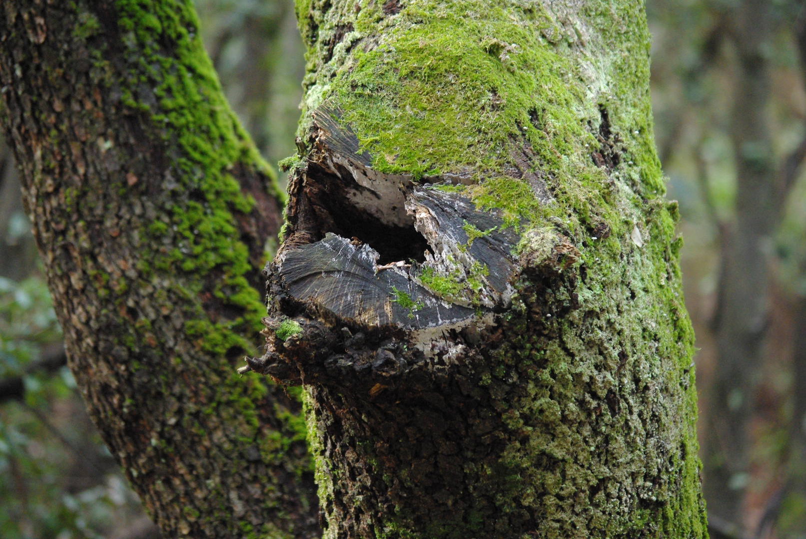 Merveille de la nature