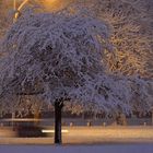 Merveille de Noël ...