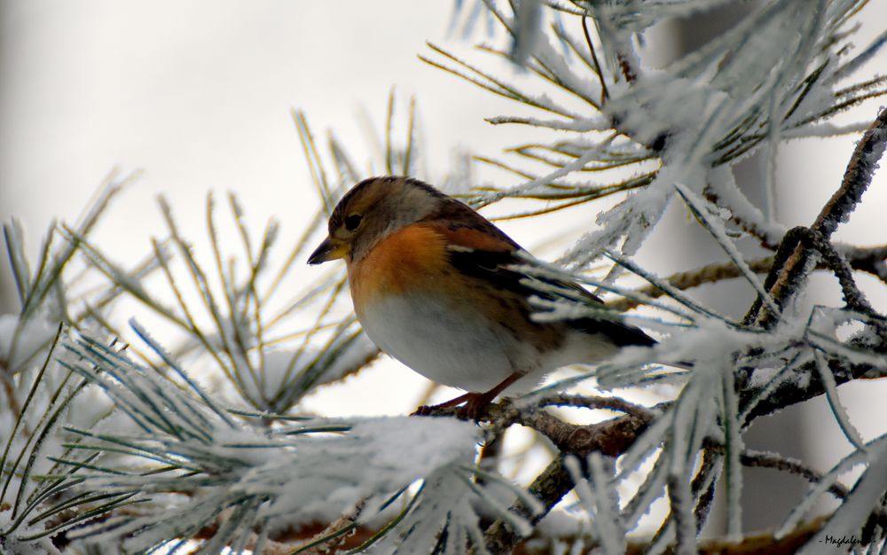 Merveille d'hiver