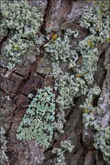 Merveille du Jour