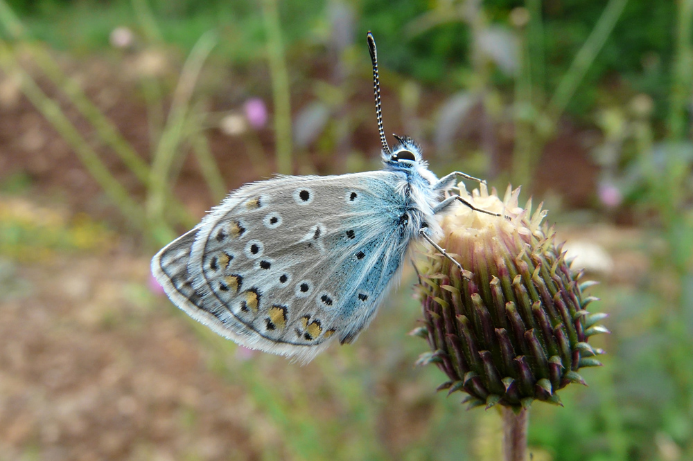 merveilles des causses aveyronnais