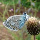 merveilles des causses aveyronnais