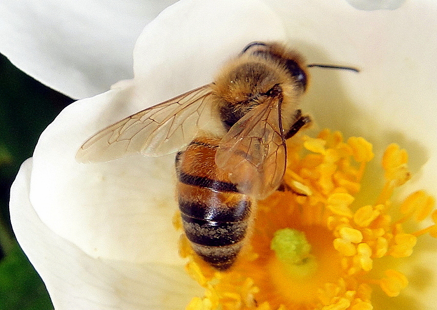 Merveilleuse Nature Photo Et Image Macro Nature Macro Insectes Les Butineuses Images Fotocommunity