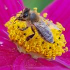Merveilleuse petite abeille