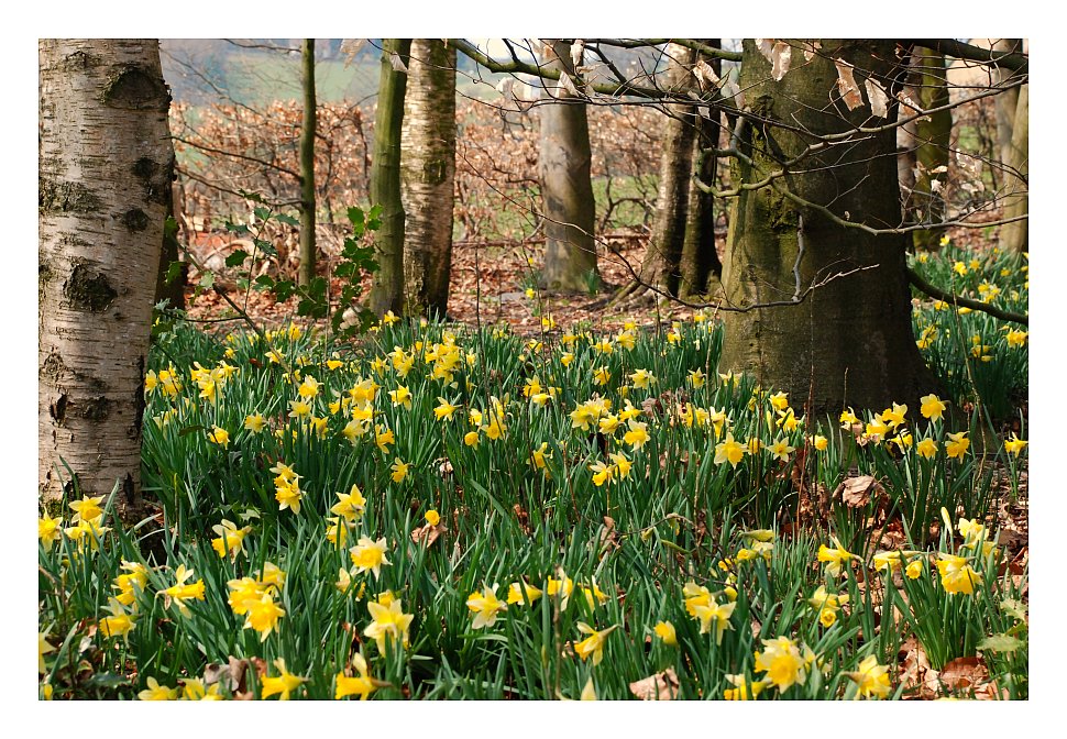 Merveilleuses jonquilles