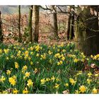 Merveilleuses jonquilles