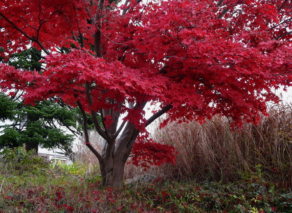 merveilleux automne !