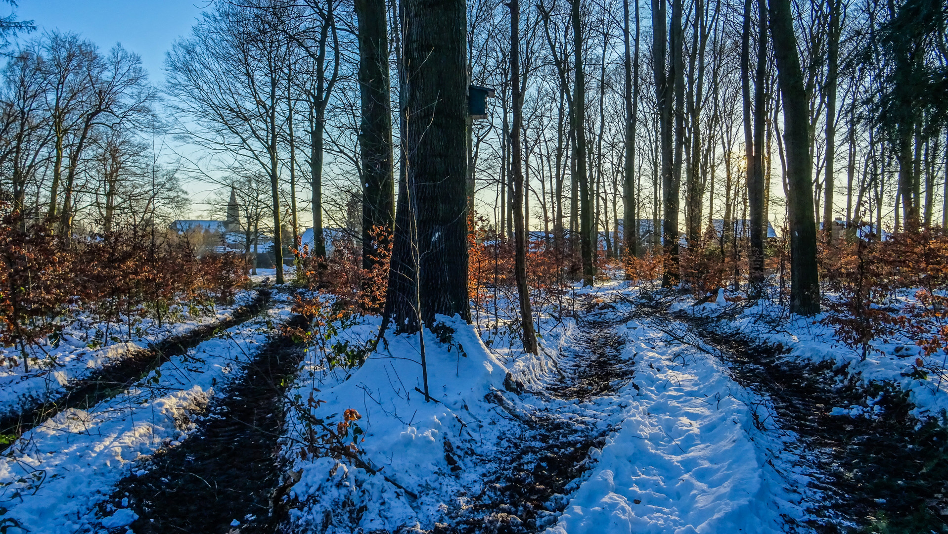 Merzener Wald im Winter