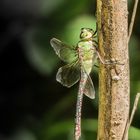 Mes ailes ont été attaquées !!  