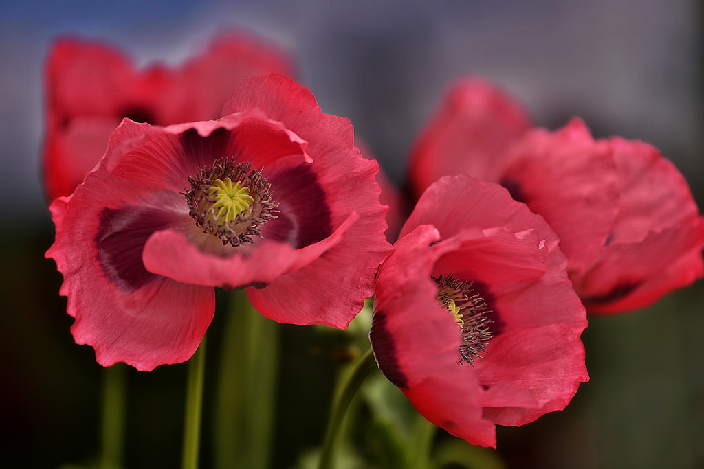 ~~Mes Amies les Fleurs....