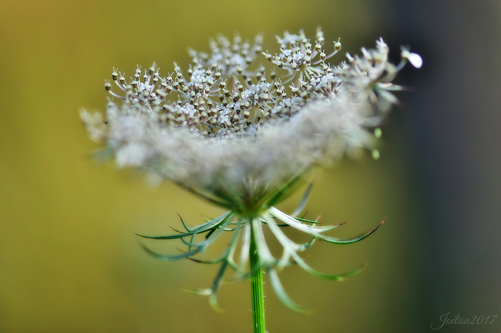 ~~ Mes Amies les Fleurs... ~~