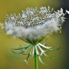 ~~ Mes Amies les Fleurs... ~~