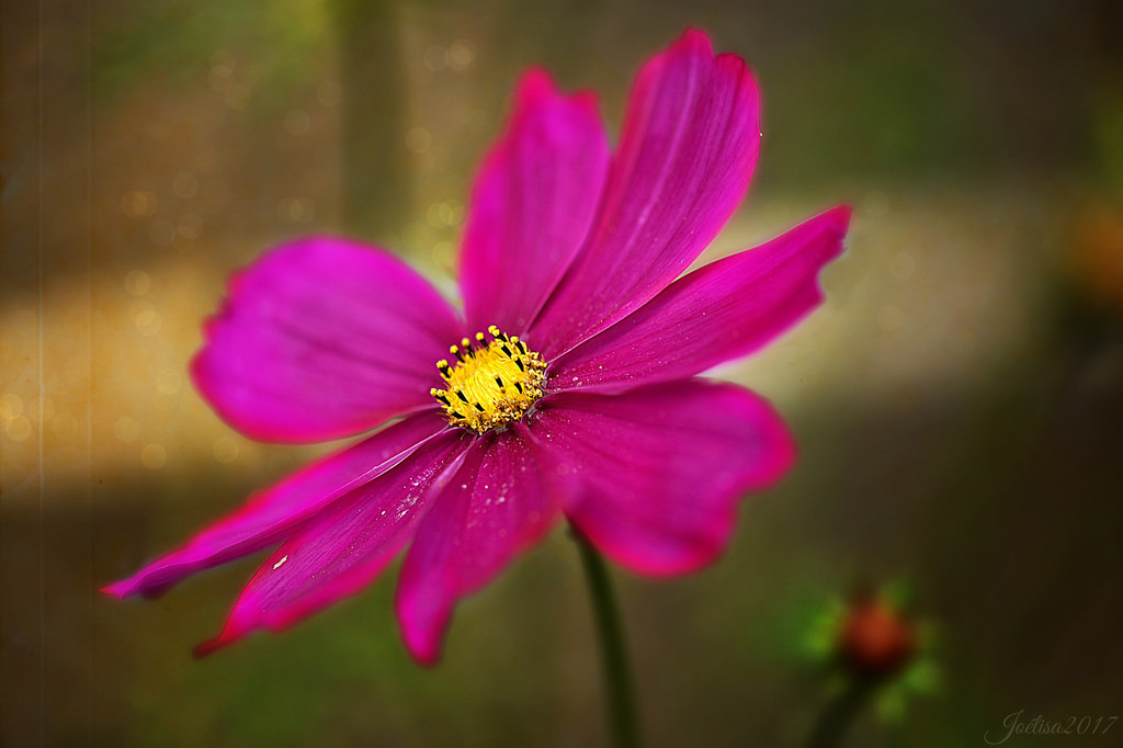 ~~Mes Amies les Fleurs....