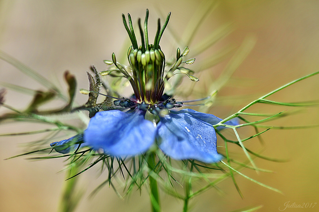 ~~Mes Amies les Fleurs....