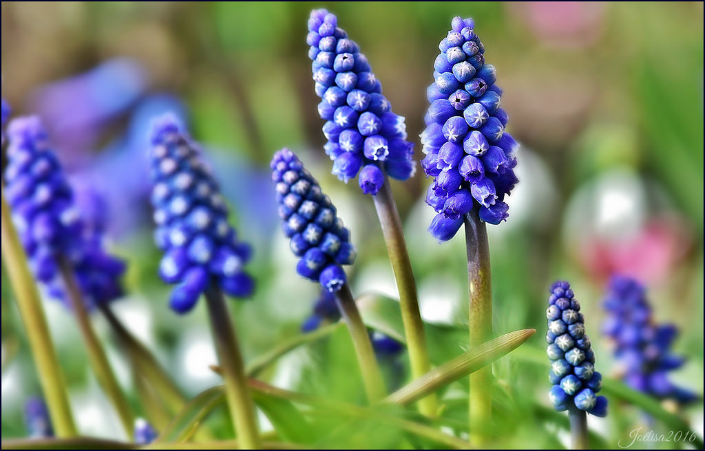 ~~Mes Amies les Fleurs....