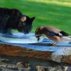 Mes amis de "la fontaine"