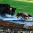 Mes amis de "la fontaine"