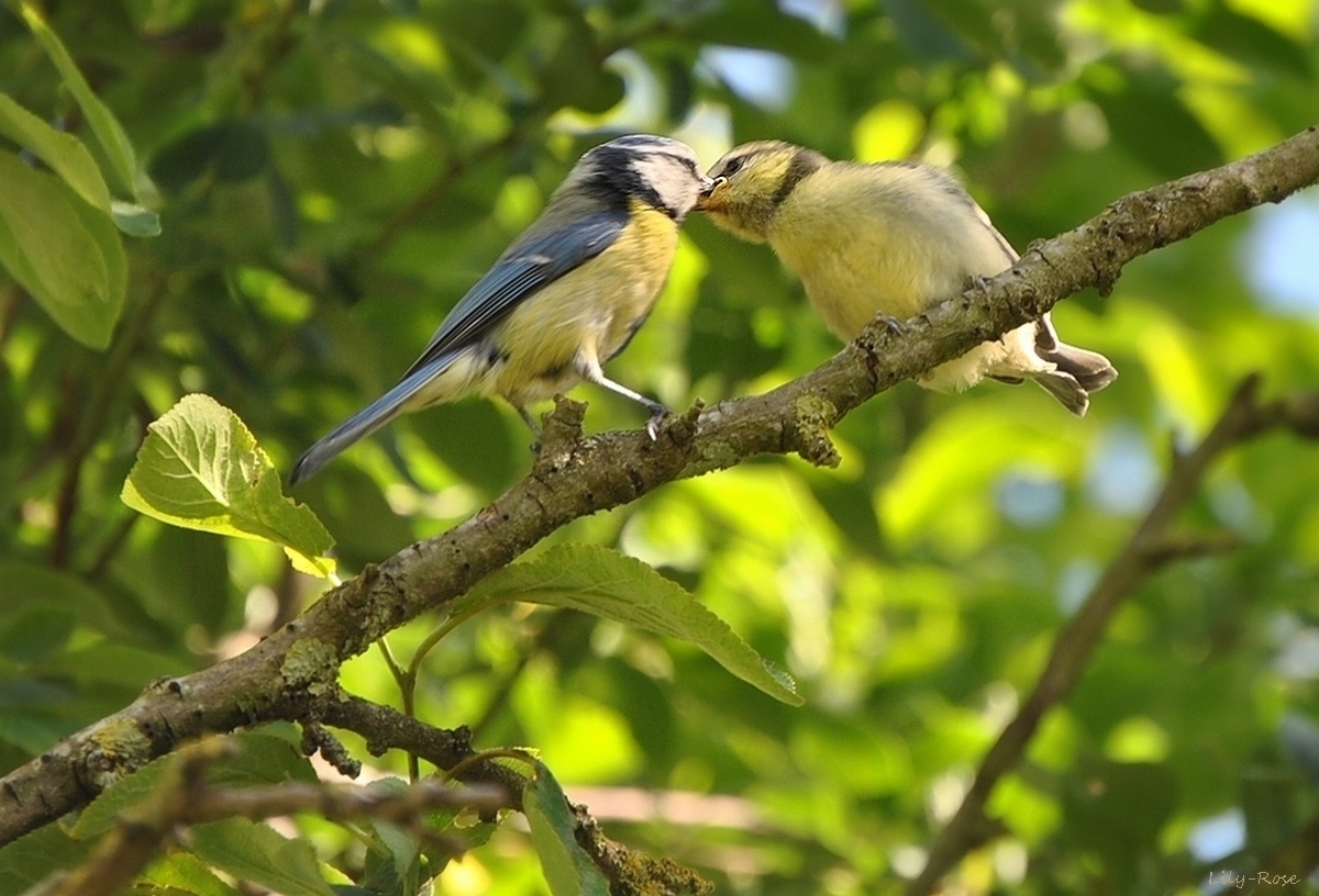 ... Mes Anges ...