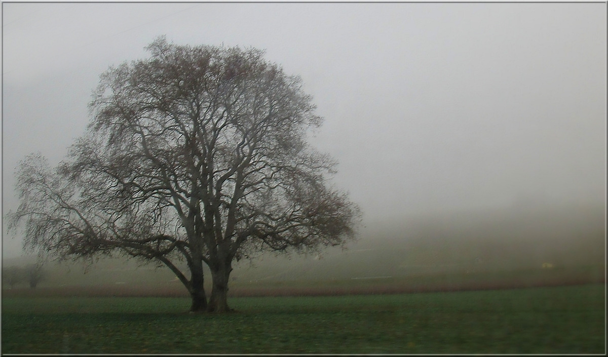 "Mes" Arbres dans la brume...