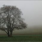 "Mes" Arbres dans la brume...