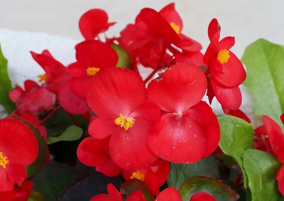 Mes autres bégonias