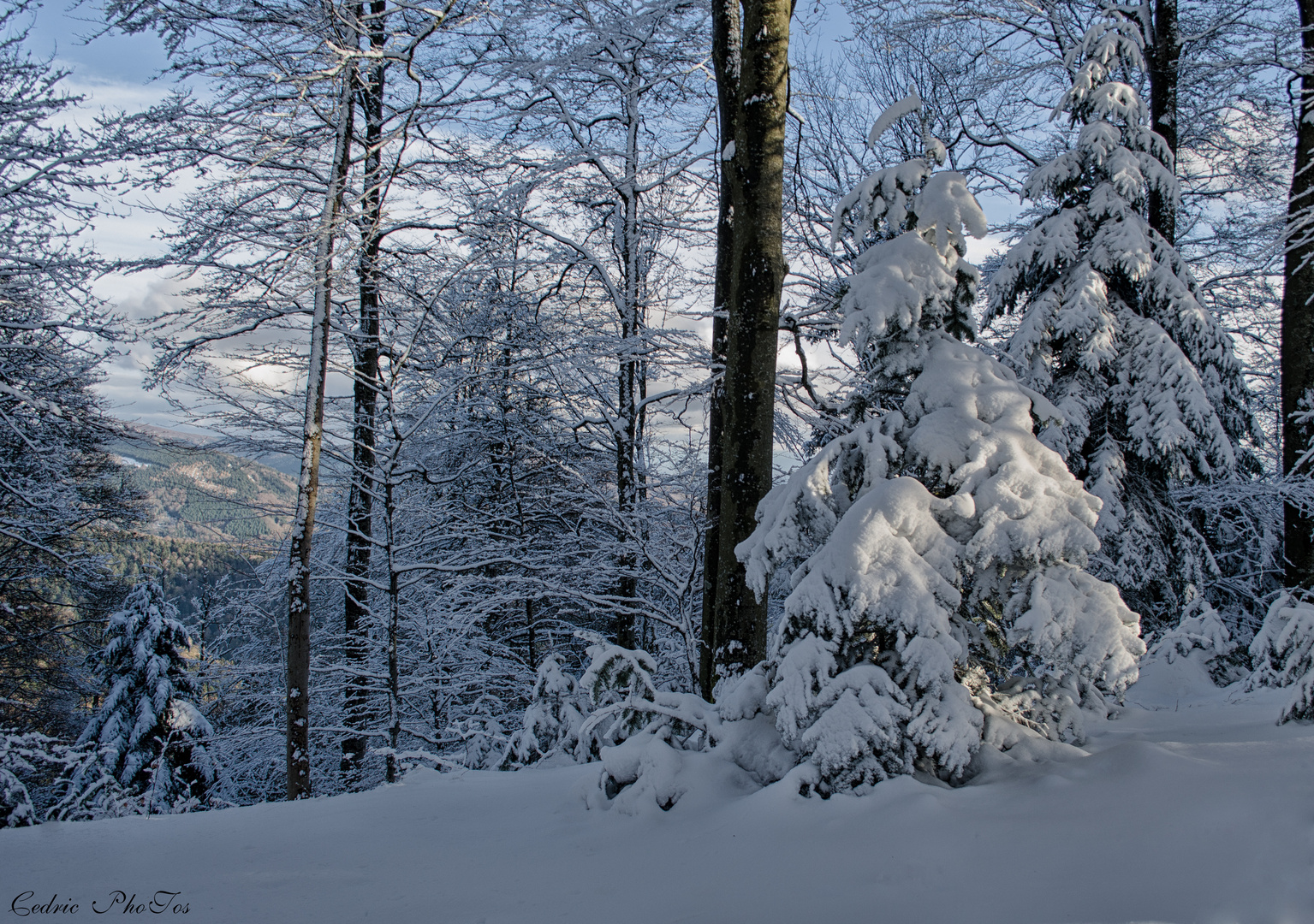 mes beaux sapins