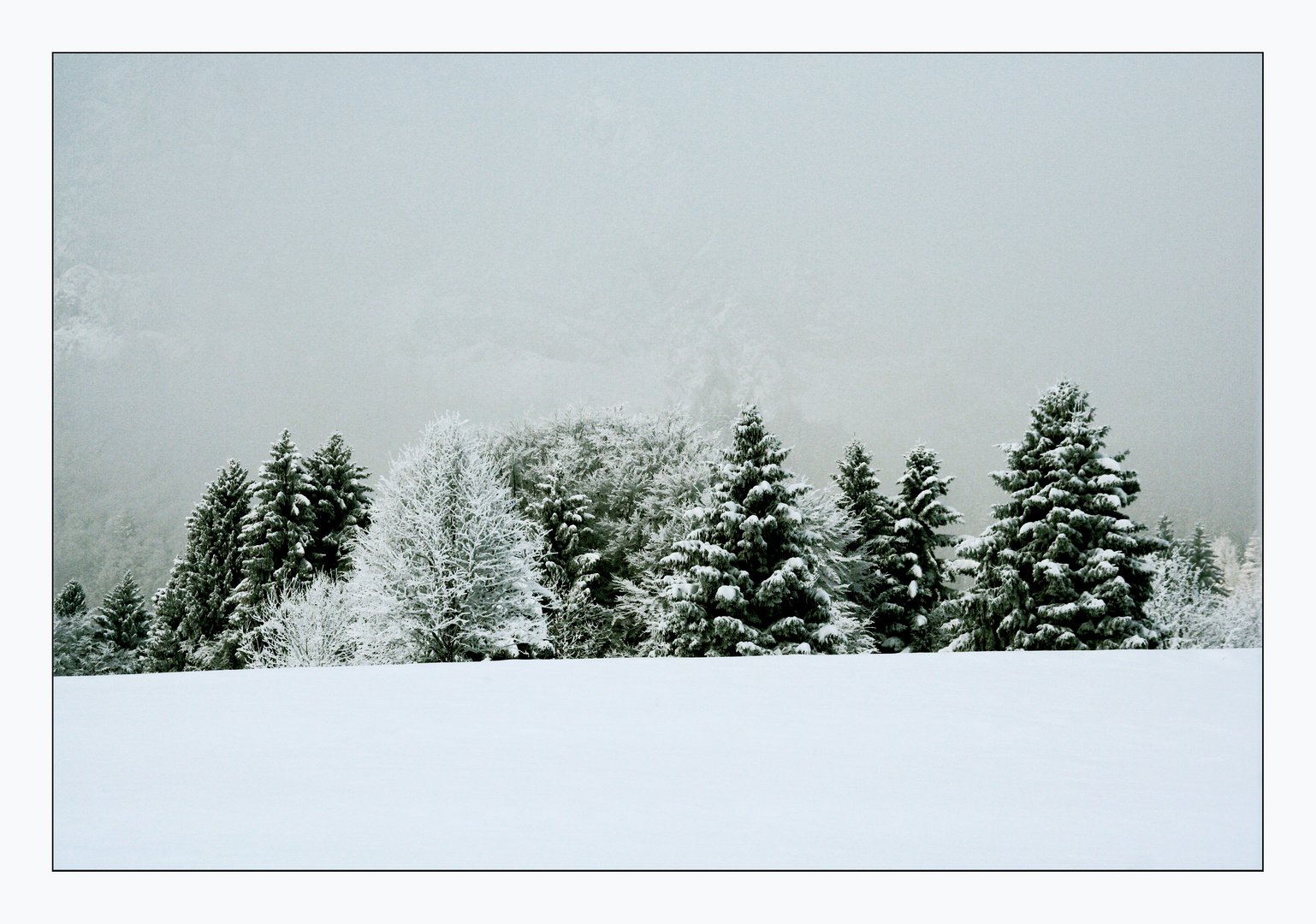 mes beaux sapins....rois des forêts !