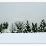 mes beaux sapins....rois des forêts !