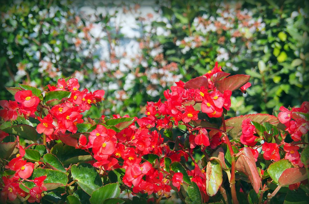 Mes bégonias retombants