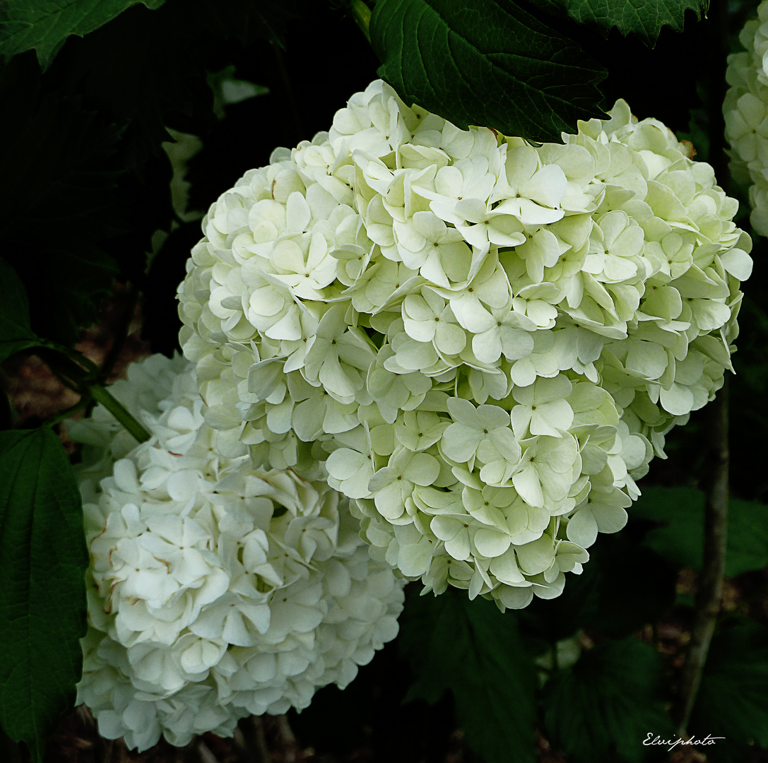 Mes "boules de neige"