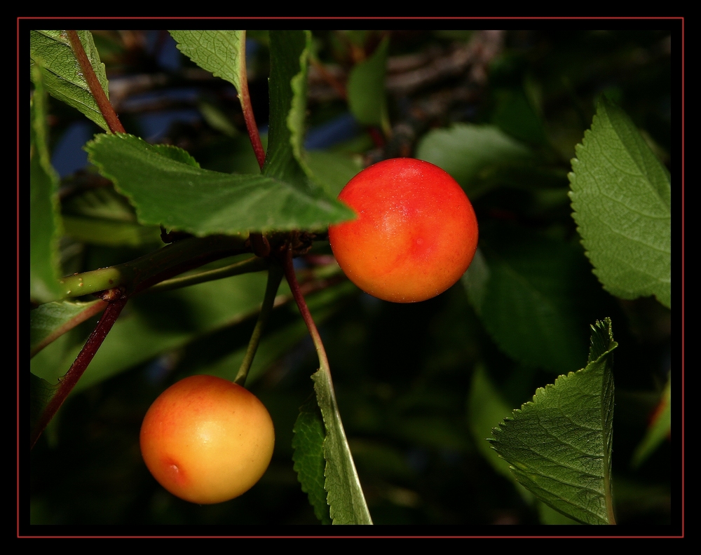 " Mes cerises pour les merles "