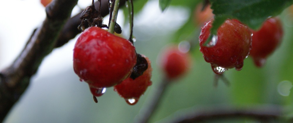 Mes cerises sous la plui..