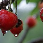 Mes cerises sous la plui..