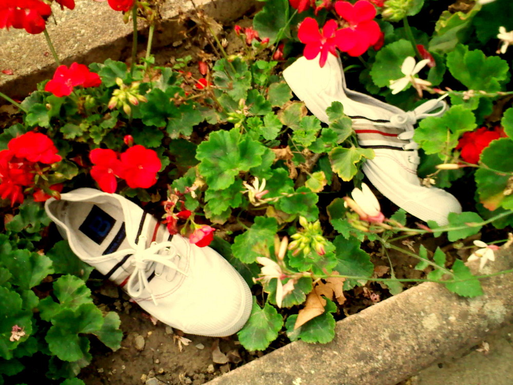 Mes chausures , dans un massif de géranium