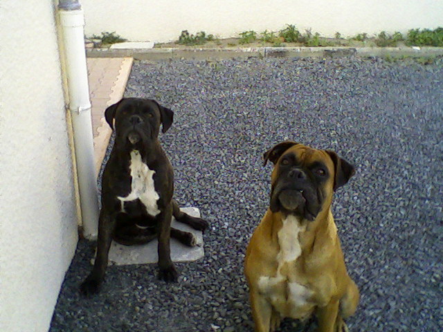 mes chiens