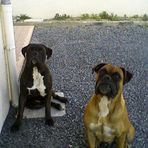 mes chiens